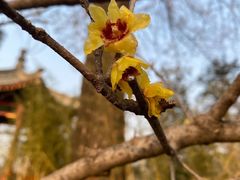 -清华大学-观畴园餐厅