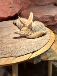 -Zoolung Zoolung动物主题公园(海信广场店)