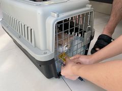 -申普宠物医院·心脏介入·心血管微创(总院)