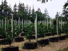 -前小桔亲子创意农场·草莓采摘·露营烧烤