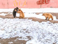 -新疆天山野生动物园