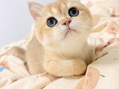 -北京观赏动物医院·24小时大型综合·猫专科·异宠专科