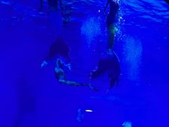 -烟台海昌鲸鲨海洋公园