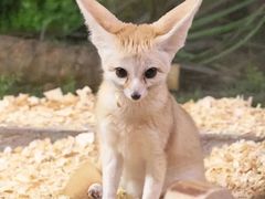 -绿色星球动物主题公园