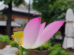 -西安大兴善寺