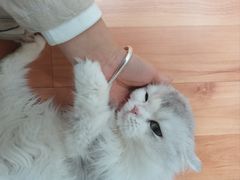 -十月米努特矮脚猫舍