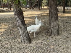 -秦皇岛野生动物园