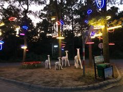 -大塘金香草谷