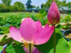 -无锡蠡湖国家湿地公园-蠡园