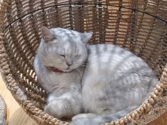 -藏猫猫咖啡主题馆(中央大道店)