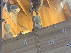 -喵百万·布偶·蓝金金渐层英短·猫舍(百子湾店)
