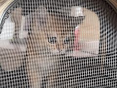 -瑞派宠物医院·犬猫全科·猫友好(宾水西道店)