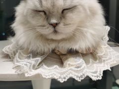 -怪兽屋·羊驼·猫咖·狗咖(俊华广场店)