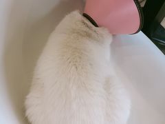 -猫的茶·猫咖