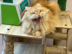 -猫咪派对(江南西店)