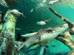 -上海海洋水族馆