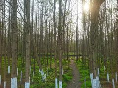 -桤木河湿地公园