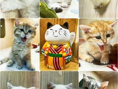 -屋虎猫馆(宝安大仟里店)