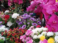 -秦美花卉(天朗·莱茵小城2期店)