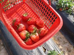 -光明小镇欢乐田园