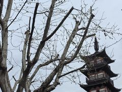 -秋霞圃