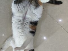 -瑞派名望志远动物医院·猫科·內科·异宠专科(直港大道店)