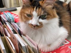 -玫瑰咖啡(中山六路店)