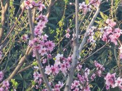 -树山生态村