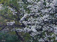 -八大山人梅湖景区