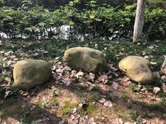 -合肥滨湖国家森林公园