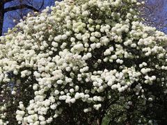 -墨尔本皇家植物园