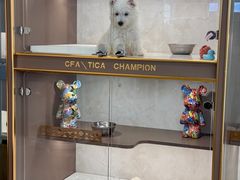 -翊宠yipet猫狗购宠庄园