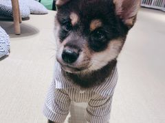 -逗柴咖啡屋·狗咖猫咖宠物桌游