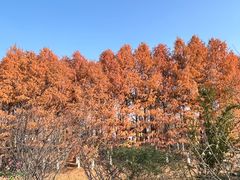 -武汉园博园(武汉自然博物馆)