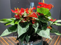 -新廊桥(原科华廊桥店)