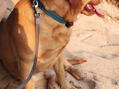 -宠物之家Pets Home 宠物寄养酒店
