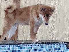 -柴源莊·柴小宠柴犬咖啡
