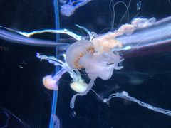 -左海海底世界