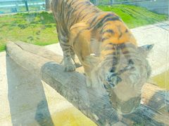 -西霞口神雕山野生动物世界