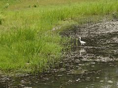 -长广溪湿地公园