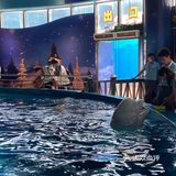 武汉必打卡旅游地标|极地海洋主题公园