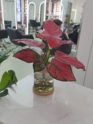 -时尚殿堂hair salon
