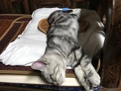 -lincat·猫舍(广州店)