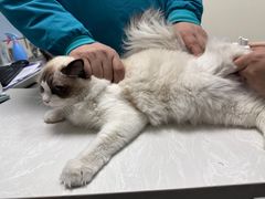 -中农国际动物医院24小时·猫科·骨科·急重症中心