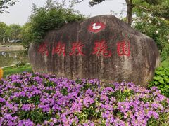 -鹅湖玫瑰文化园