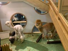 -藦茜花园宠物主题亲子互动体验馆(国顺东路店)