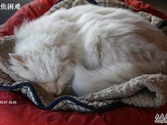 -Babycat私家御饼屋(龙头路一店)