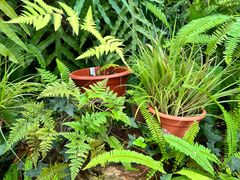 -国家植物园南园