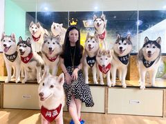 -Husky Go! 哈士奇体验馆·宠物咖啡厅狗咖
