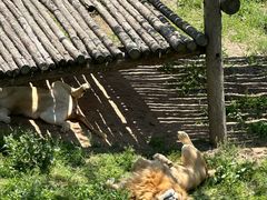 -西霞口神雕山野生动物世界